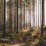 groupements forestiers