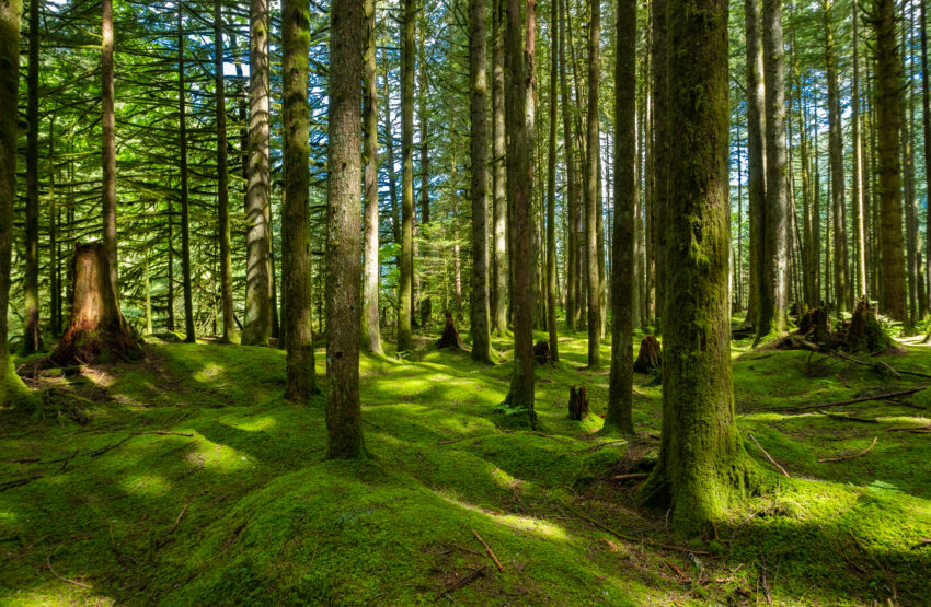 groupement forestier succession