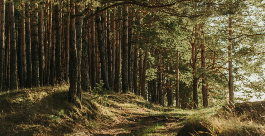 La forêt, un placement alternatif pour réduire ses impôts.