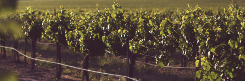 Placement alternatif : vignes et groupements viticoles